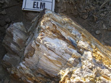 Parlak renkli fosilleşmiş odun, kuru toprak ve kayalıkların ortasındaki bir jeolojik kazı alanında bulunuyor. Parlayan mineraller çarpıcı desenler yaratıyor, doğanın sanatını gözler önüne seriyor..