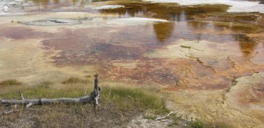 Jeotermal havuzun canlı renkleri ve çevresini çevreleyen toprak renkleri sabahın erken saatlerinde Yellowstone Ulusal Parkı 'nın eşsiz manzarasını vurguluyor..