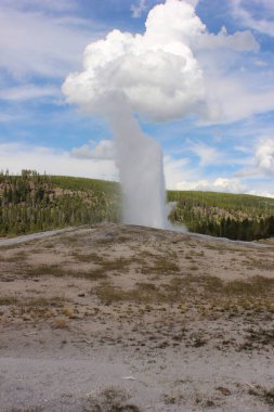Yellowstone Ulusal Parkı 'nda güçlü bir gayzer patlar, sıcak bir yaz gününde, yemyeşil ağaçlar ve açık mavi gökyüzü ile çevrili, yüksek bir su ve buhar bulutu gönderir..