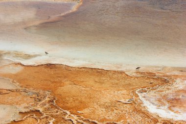 Yellowstone Ulusal Parkı 'ndaki jeotermal bir bölgenin eşsiz mineral oluşumları üzerinde duran iki küçük kuş suya karşı canlı renkler ve dokular sergiliyor..
