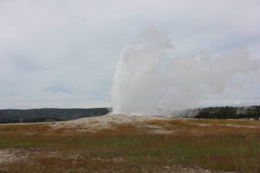 Eski sadık gayzer patlar, buhar ve su havaya yükselir yemyeşil tarlalar ve ağaçlar arasında, Yellowstone Ulusal Parkı 'ndaki doğanın güzelliğini ön plana çıkarır..
