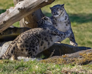 İki kar leoparı, parlak güneş ışığı altında çimen ve kütüklerle çevrili kayalık arazide çevikliklerini ve sosyal etkileşimlerini gösteren eğlenceli davranışlar sergilerler..