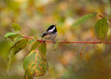 Küçük siyah başlıklı tavuk kuşu ince bir dala oturmuş, renkli sonbahar yapraklarıyla çevrili. Yumuşak arka plan sıcak renklerin karışımını içeriyor. Huzurlu bir orman atmosferi yaratıyor..