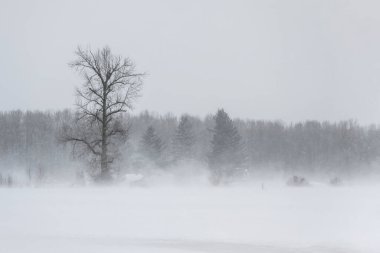 Çorak bir kış manzarası kalın bir kar örtüsünün arasında yapayalnız bir ağaç barındırır. Ağaçların etrafını saran karlar zar zor görülebiliyor. Sakin ve serin bir atmosfer yaratıyor..