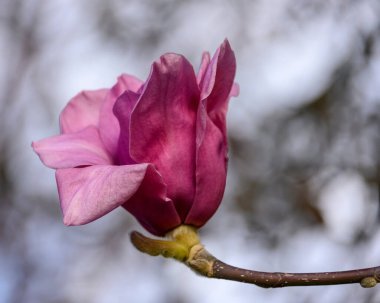 Zarif pembe manolya çiçeği parlak bahar güneşinin altında açılır. Çiçeğin zengin renkleri, yeşilliğin yumuşak, bulanık arkaplanıyla çok güzel tezat oluşturuyor. Doğal zarafetini vurguluyor..
