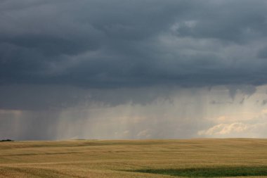 Uçsuz bucaksız bir buğday, karanlık gökyüzünün altında hafifçe sallanır. Uzakta yağmur yağmaya başlar, öğleden sonra karamsar bir atmosfer oluşur..
