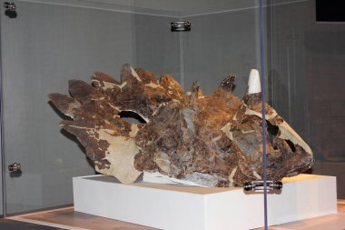 Müzedeki cam bir kutuda büyük bir dinozor kafatası fosili sergileniyor. Kafatasının ayrıntıları yaratığın özelliklerini gözler önüne seriyor, ziyaretçileri paleontoloji hakkında eğitiyor..
