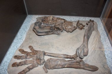 Tarih öncesi bir yaratığın kalıntılarının sergilendiği bir müze sergisinde iyi korunmuş fosilleşmiş bir iskelet sergileniyor. Detaylı konumlandırma, onun anatomisini kavramamızı sağlıyor..