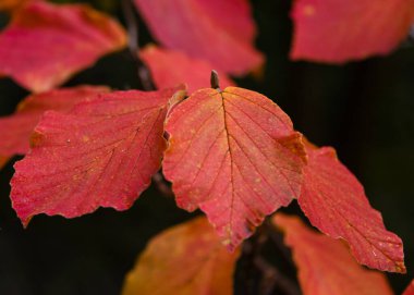 Parlak kırmızı yapraklar çerçeveyi dolduruyor, sonbaharın güzelliğini gösteriyor. Bu yapraklar zıt bir karanlık arkaplana karşı konumlandırılmış. Açık havada canlı renklerini vurguluyorlar..