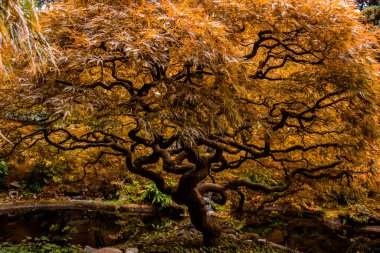 Çarpık bir akçaağaç, sakin bir Japon bahçesinde parlak turuncu ve altın yapraklar sergiler. Sakin bir gölet, berrak mavi gökyüzünün altında huzur ve uyumu çağrıştıran büyüleyici yaprakları yansıtır..