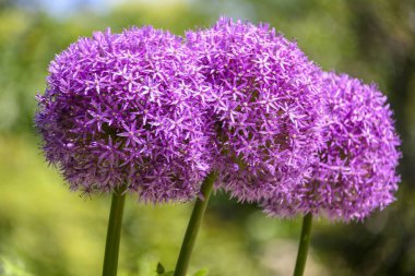 Parlak mor alyan çiçekleri yemyeşil bir bahçede dimdik duruyorlar. Güneş ışığı, karmaşık yıldız şeklindeki yapraklarını yeşil bir zemine vurguluyor..