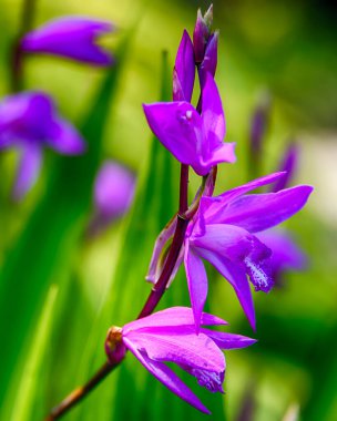 Canlı mor çiçekler, baharın özünü yakalayarak, bir bahçedeki yeşil yaprakların arasında dimdik duruyorlar. Güneş ışığı onların narin taç yapraklarını ve canlı renklerini güzel vurgular..