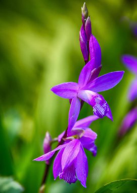 Renkli mor çiçekler yeşil yaprakların arka planında göze çarpıyor. Güneş ışığı canlı renkleri yükseltir, doğanın karmaşık tasarımlarına hayranlık uyandırır..