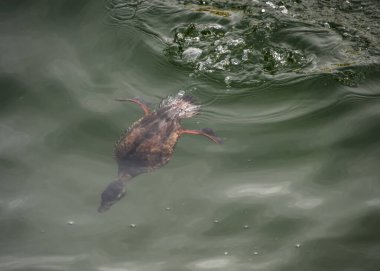 Siyah bir scooter dişisi istiridye yakalamak için denizin altına dalıyor. Huzurlu bir atmosfer yaratır..