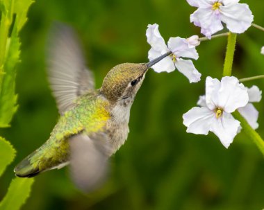 Canlı bir sinekkuşu uçuşun ortasında, yeşil bir bahçede beyaz çiçeklerden nektar yudumlarken yakalanır. Güneş ışığı kuşun tüylerinin canlı rengini ve etrafındaki çiçekleri güçlendirir..