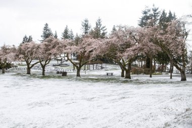 Huzurlu bir parkta, pembe çiçekli kiraz ağaçları taze kar örtüsüne karşı dururlar. Manzarada bir oyun alanı ve boş banklar var. Huzurlu bir ortam yaratıyorlar..
