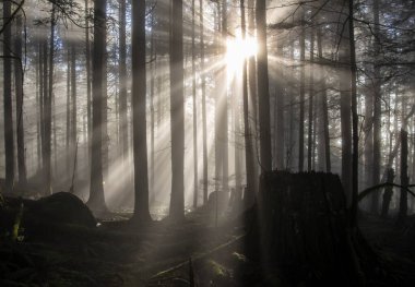 Yoğun bir ormanın uzun ağaçlarının arasından süzülen güneş ışığı yere yapışan sisi aydınlatıyor. Huzurlu sahne, doğanın şafaktaki güzelliğini gösteriyor, keşfi davet ediyor..
