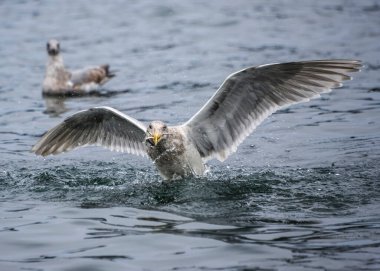 Bir martı bir balık yakinlarda bir başka marti yüzerken, dalgalanmalar ve sıçramalar yaratan bir balık yakalar. Ortam, kıyı ortamının sakinliğini yansıtıyor..