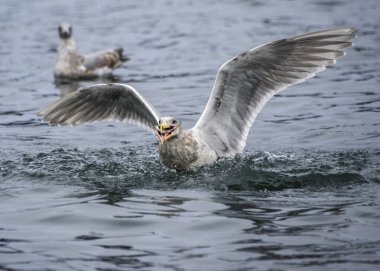 Bir martı balık yakalamak için suya dalarken yakınlarda başka bir martı yüzüyor. Sahne, sabahın ilk ışıklarını yansıtan hafif dalgalarla sakin..