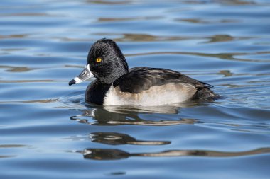 Yüzük boyunlu erkek ördek, sakin göl suyunda güneş ışığını yansıtarak sorunsuzca süzülür. Kuş canlı renkler sergilerken doğada huzurlu bir öğleden sonranın tadını çıkarıyor..
