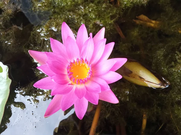 美丽的荷花在水中绽放柔嫩模糊的背景图或图解 白色紫色花瓣色 自然植物 — 图库照片