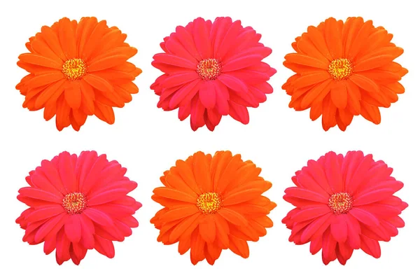 Верхний Фаянс Яркость Коллекции Три Маргаритки Цветок Красный Оранжевый Цветок — стоковое фото
