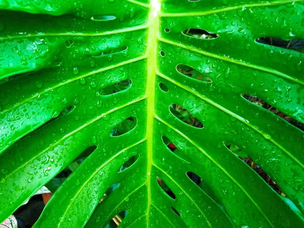 アブストラクトウォーター液滴モンスターの葉株写真や広告のためのぼやけた背景 開花植物の属 熱帯植物 — ストック写真