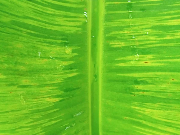 株の写真やデザインのための縞模様のバナナの葉の緑の色の要旨ぼやけた背景 トップビュー 緑の黄色の背景 — ストック写真
