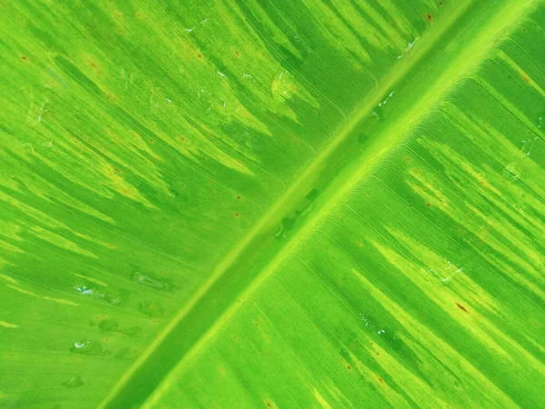 Primo Piano Astratto Sfondo Sfocato Foglia Banana Strisce Colore Verde — Foto Stock
