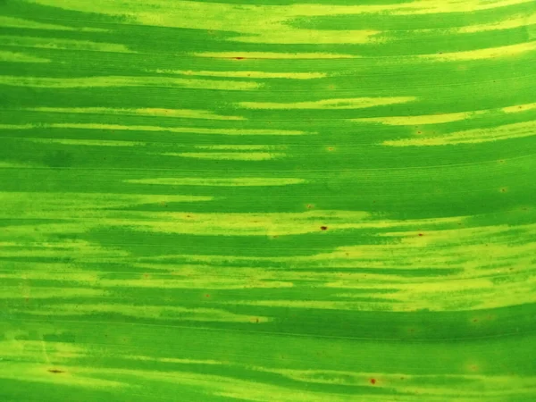Closeup Abstrato Desfocado Fundo Listrado Folha Banana Verde Cor Amarela — Fotografia de Stock