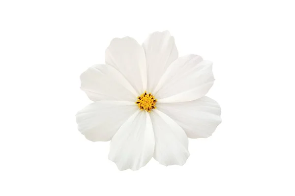 Gros Plan Unique Fleur Cosmos Fleur Couleur Blanche Floraison Isolé — Photo