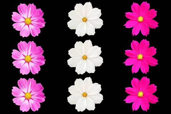 Вид Сверху Шаблон Установить Три Космоса Фиолетовый Цветок Белый Цветок — стоковое фото