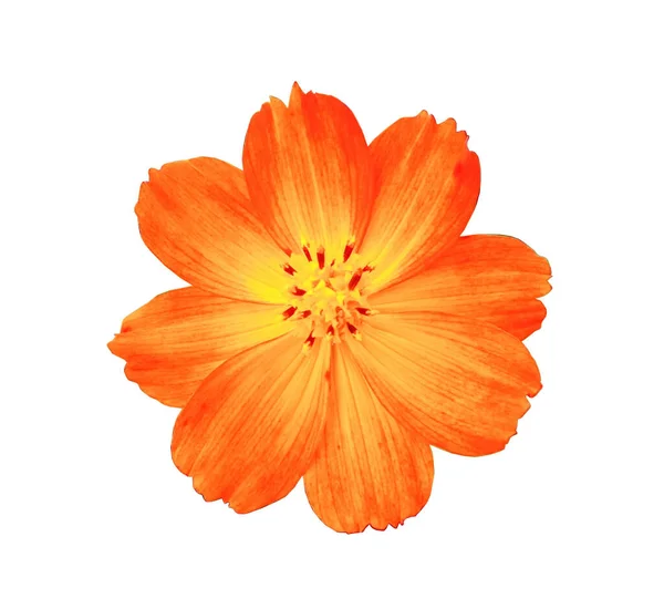 Close Singolo Colore Arancio Cosmo Fiore Fioritura Isolato Sfondo Bianco — Foto Stock