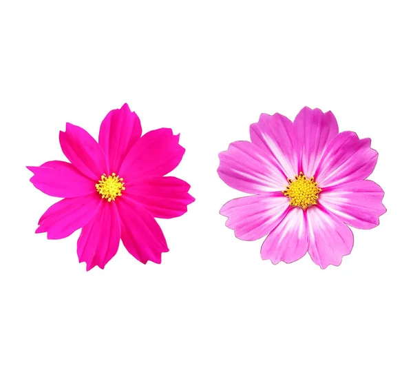 Закройте Два Цветка Козленка Пурпурного Цвета Цветут Белом Фоне Фото — стоковое фото