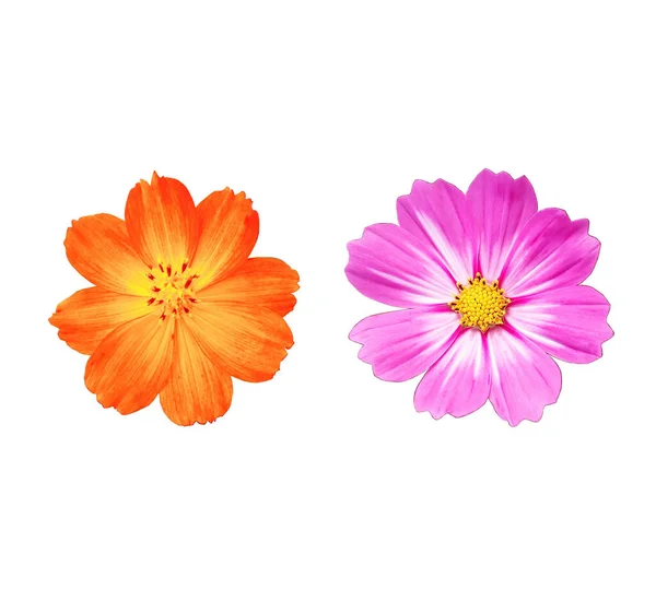 閉じる 株の写真 観葉植物 春の花のための白い背景に孤立した2つのコスモスの花紫色と橙色の花を咲かせます — ストック写真