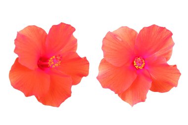 İki portakal kırmızısı çiçek çiçeğinin yakın plan resmi beyaz arka planda izole edilmiş çiçek, stok fotoğrafı, bahar yaz çiçeği, çift bitki
