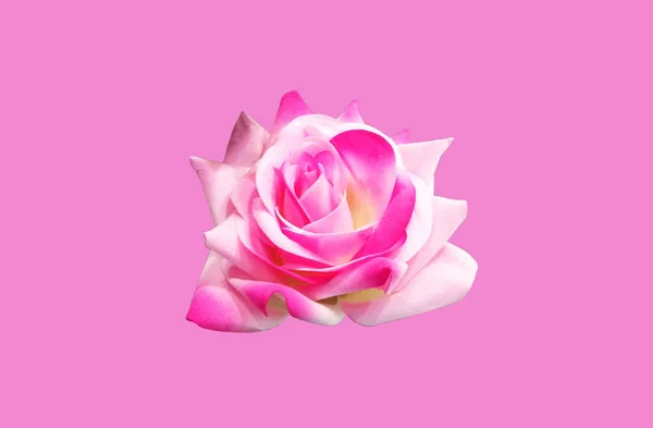 Closeup Růžové Růže Květ Květ Izolované Růžovém Pozadí Pro Stock — Stock fotografie