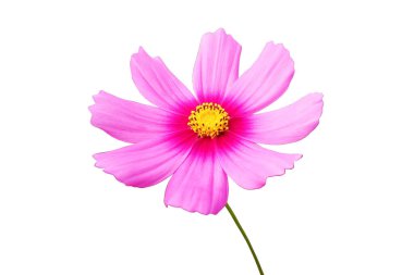 Yaklaş, tek kozmos çiçeği menekşe çiçeği çiçek tomurcukları beyaz arka planda soyutlanmış fotoğraf, çiçek, bahar çiçeği