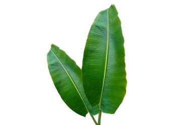 Üst manzara, beyaz zemin üzerinde iki muz yaprağı tasarım ya da stok fotoğrafı, yaz bitkisi, doğa bitkisi için izole edilmiş. 