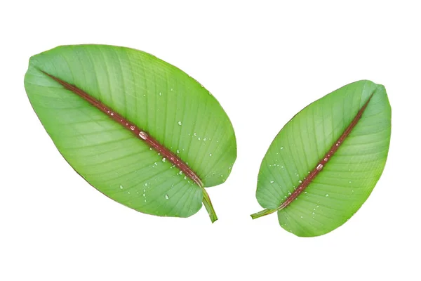トップビュー デザインやストックフォト 夏の植物 自然植物 ストライプのための白い背景に隔離された2つのバナナの葉を残す — ストック写真