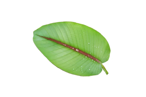 Top View Single Banana Leaf Isolated White Background Design Stock — Stock Photo, Image