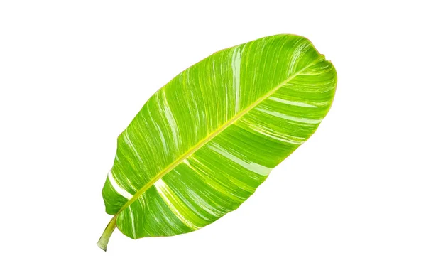 トップビュー デザインやストックフォト 夏の植物 自然植物 ストライプのための白い背景に隔離された単一のバナナの葉を残す — ストック写真