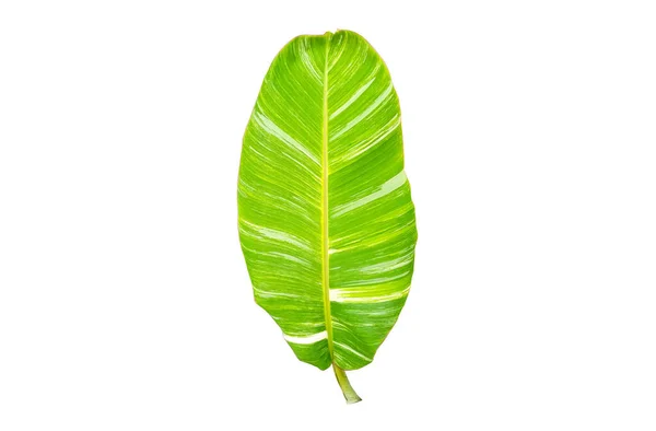 トップビュー デザインやストックフォト 夏の植物 自然植物 ストライプのための白い背景に隔離された単一のバナナの葉を残す — ストック写真