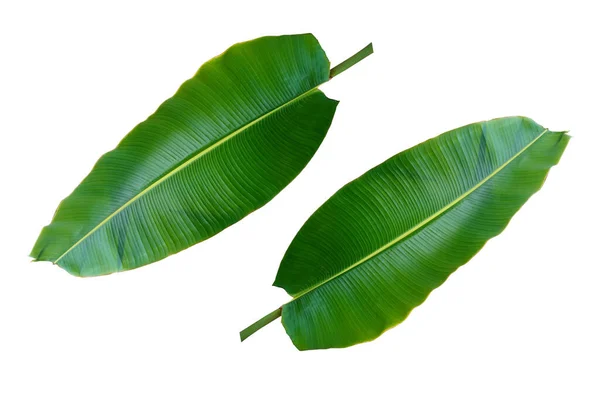 トップビュー デザインやストックフォト 夏の植物 自然植物のための白い背景に隔離された2つのバナナの葉 — ストック写真