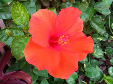 Yakın plan, ağaçta açan turuncu sarı amber çiçeği stok fotoğrafı için bulanık yeşil yaprak arkaplan, bahar yaz çiçeği