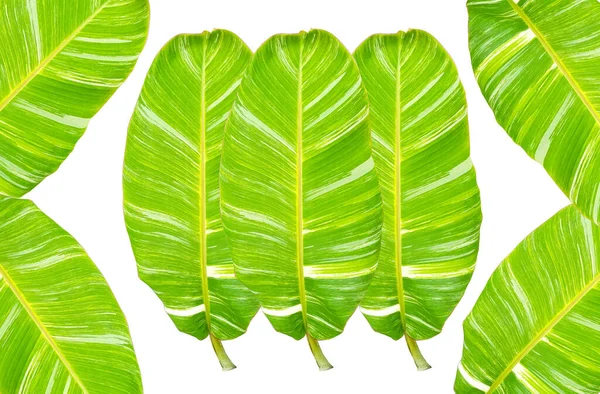 Top View Collage Three Banana Leaf Isolated White Background Design — Stock Photo, Image