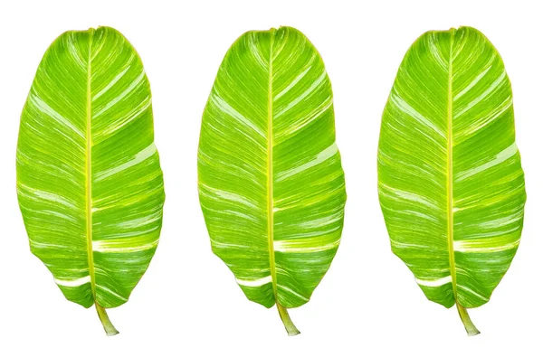 Вид Сверху Коллаж Три Банановые Листья Изолированы Белом Фоне Дизайна — стоковое фото