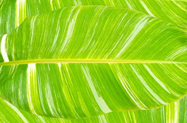 Felülnézet Banánlevél Textúra Háttér Design Vagy Stock Fotó Nyári Növény — Stock Fotó