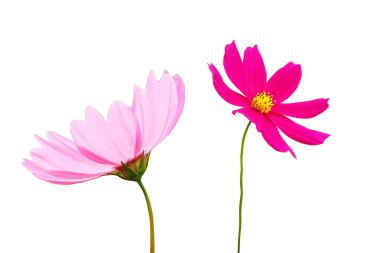 Üst manzara, iki kozmos çiçeği menekşe ve beyaz çiçek çiçek tomurcukları beyaz arka planda soyutlanmış fotoğraf, ev bitkisi, bahar çiçeği