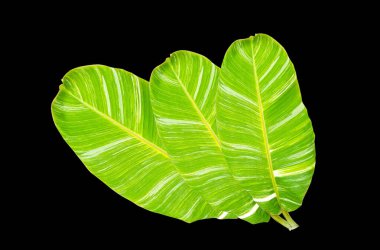 Üst manzara, kolaj üç muz yaprağı tasarım ya da stok fotoğrafı için siyah zemin üzerinde izole edilmiş, yaz bitkisi, doğa bitkisi, şeritler